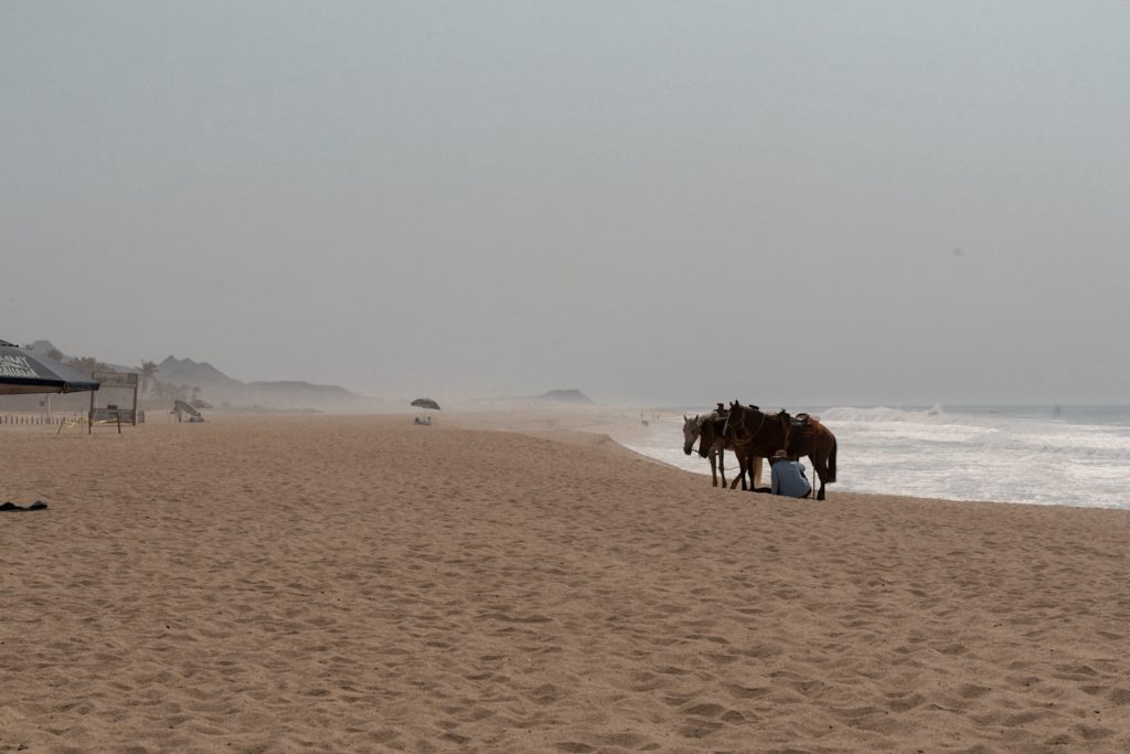 Horses along the beach